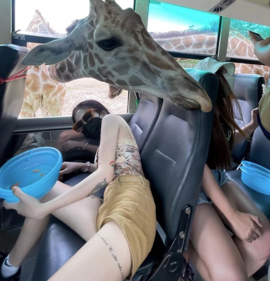 Tham quan sở thú, gái xinh thu hút ánh nhìn của hươu cao cổ- Ảnh 3.