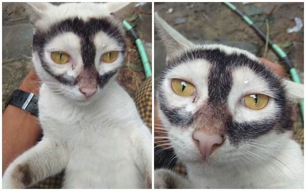 Possessing “mutant” eye circles, the cat caused fans to stir, claiming to be the “cat version” of Batman.