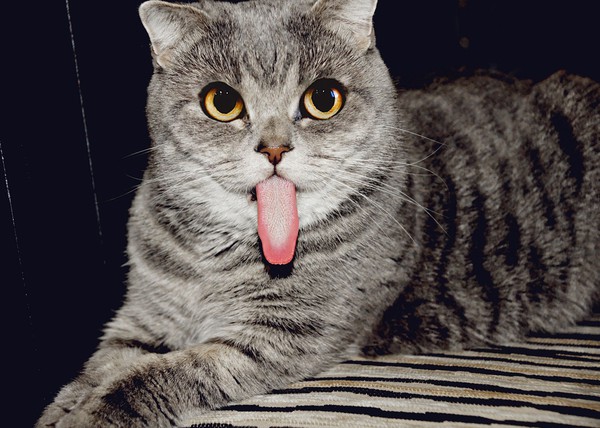 Strangely, the cat has a hobby of “showing off” its tongue like a dog