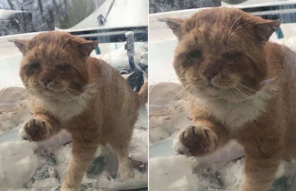 Poor cat knocks on people’s door to avoid cold and heartwarming ending