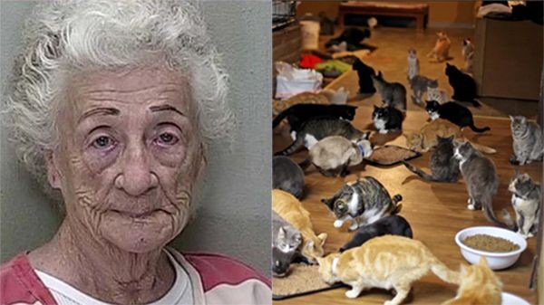 The old woman trained the cat squad to become “super thieves”, with a “stealing” dish up to 14 billion dong