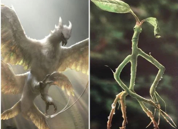 Check out a series of mystical creatures that will appear in Fantastic Beasts 3, the phoenix attracts the most attention