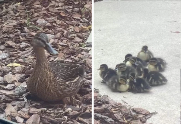 The duck girl broke into the hospital’s obstetrics department to prepare for labor.