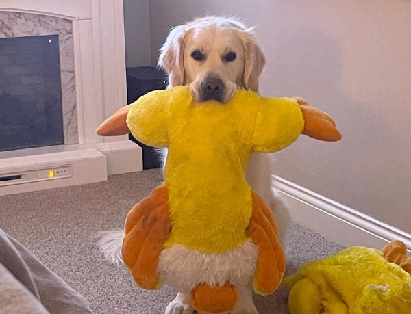 Strangely, the dog has a strong passion for Mr.  Quackers