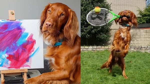 The two-year-old puppy is extremely multi-talented, knows how to play tennis naturally, learns CPR to save lives, making gamers admire