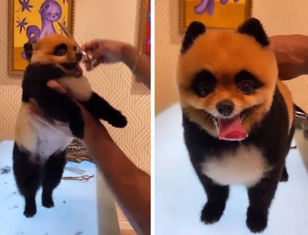 The poodle was “transformed” into a panda causing a fever on TikTok