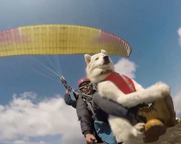Being able to skydive, the Husky dog ​​”cold” to his face, enjoying the feeling of chill, while the person who is afraid of heights “cries”