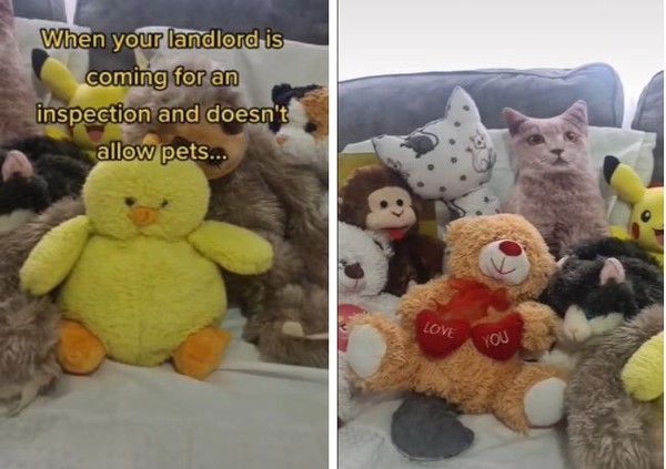 The wise cat disguised himself in the stuffed animals made netizens tired of eyes and couldn’t find it