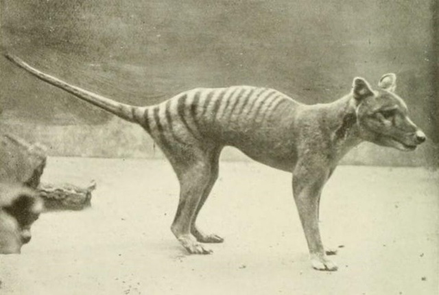 Cứ ngỡ đã tuyệt chủng từ những năm 1930, nhưng có lẽ hổ Tasmania vẫn còn tồn tại đâu đó ngoài kia - Ảnh 17.