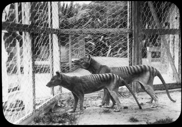 Cứ ngỡ đã tuyệt chủng từ những năm 1930, nhưng có lẽ hổ Tasmania vẫn còn tồn tại đâu đó ngoài kia - Ảnh 7.