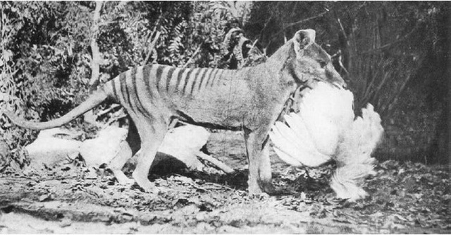 Cứ ngỡ đã tuyệt chủng từ những năm 1930, nhưng có lẽ hổ Tasmania vẫn còn tồn tại đâu đó ngoài kia - Ảnh 9.