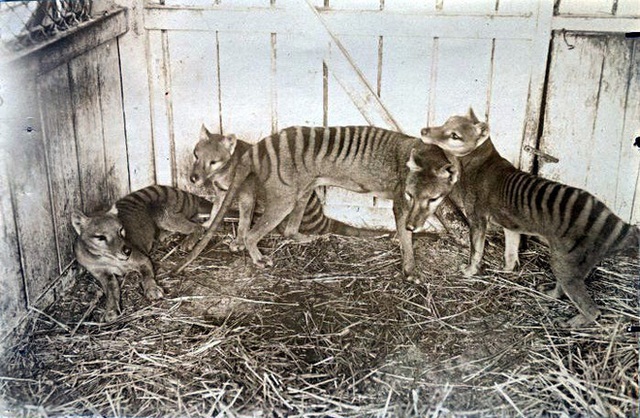 Cứ ngỡ đã tuyệt chủng từ những năm 1930, nhưng có lẽ hổ Tasmania vẫn còn tồn tại đâu đó ngoài kia - Ảnh 10.