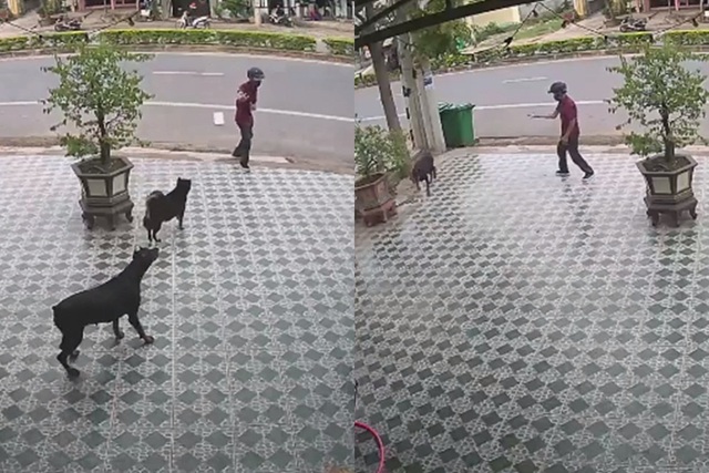 Khi những chú chó sau đó quay xe bỏ chạy còn người đàn ông ra về trong hiên ngang và kiêu hãnh