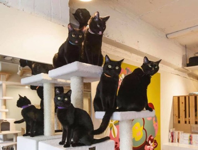 Nekobiyaka - Quán cà phê mèo đen độc nhất vô nhị trên thế giới - Ảnh 3.