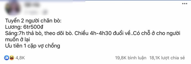 Tuyển người chăn bò với mức lương ngang nhân viên văn phòng, bài đăng khiến cộng đồng mạng xôn xao bàn tán - Ảnh 1.