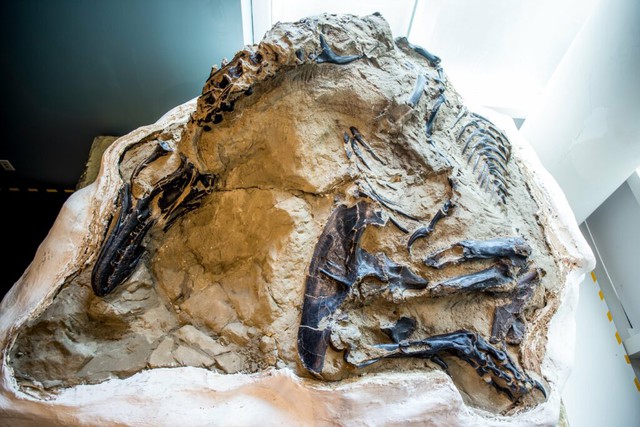Khủng Long Song Đấu – Hóa thạch vô giá và pha solo 67 triệu năm của 2 loài khủng long nổi tiếng nhất - Ảnh 1.