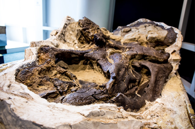 Khủng Long Song Đấu – Hóa thạch vô giá và pha solo 67 triệu năm của 2 loài khủng long nổi tiếng nhất - Ảnh 2.
