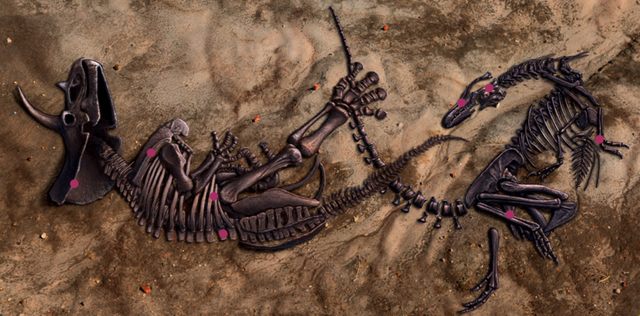 Khủng Long Song Đấu – Hóa thạch vô giá và pha solo 67 triệu năm của 2 loài khủng long nổi tiếng nhất - Ảnh 11.