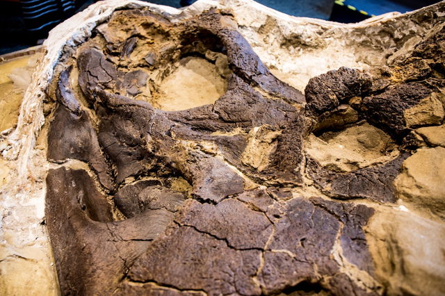 Khủng Long Song Đấu – Hóa thạch vô giá và pha solo 67 triệu năm của 2 loài khủng long nổi tiếng nhất - Ảnh 3.