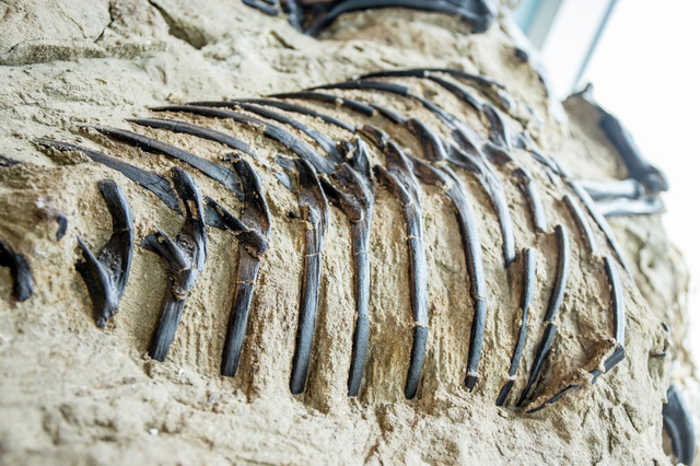 Khủng Long Song Đấu – Hóa thạch vô giá và pha solo 67 triệu năm của 2 loài khủng long nổi tiếng nhất - Ảnh 4.