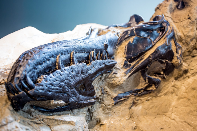 Khủng Long Song Đấu – Hóa thạch vô giá và pha solo 67 triệu năm của 2 loài khủng long nổi tiếng nhất - Ảnh 7.