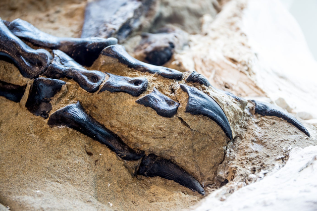 Khủng Long Song Đấu – Hóa thạch vô giá và pha solo 67 triệu năm của 2 loài khủng long nổi tiếng nhất - Ảnh 8.