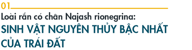 Bí mật loài rắn có chân: Hậu duệ chung tổ tiên với quái thú bá chủ đại dương Thương long? - Ảnh 1.