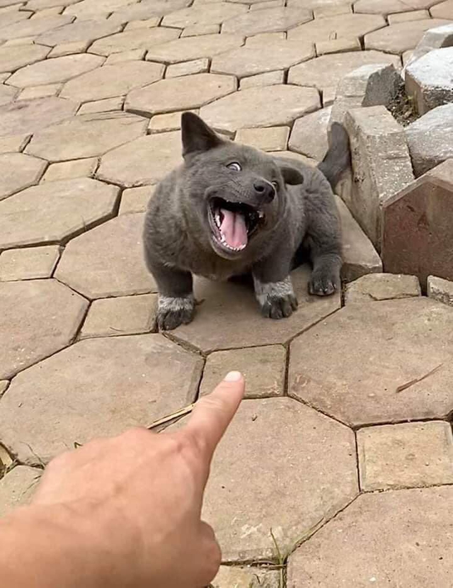 Những hình ảnh ngộ nghĩnh về chú cún Nguyễn Văn Dúi