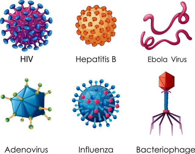 Tìm hiểu về Virus – Những thực thể “sống lỗi” nhất trên Trái Đất - Ảnh 2.
