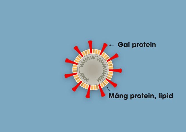 [Infographic] Covid-19 lây nhiễm tế bào phổi như thế nào? Tại sao nó lại nguy hiểm vậy? - Ảnh 2.