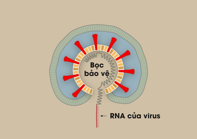 [Infographic] Covid-19 lây nhiễm tế bào phổi như thế nào? Tại sao nó lại nguy hiểm vậy? - Ảnh 5.