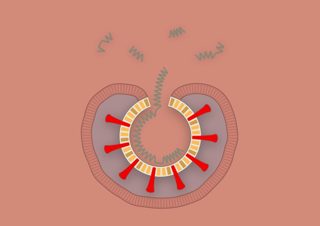 [Infographic] Covid-19 lây nhiễm tế bào phổi như thế nào? Tại sao nó lại nguy hiểm vậy? - Ảnh 8.