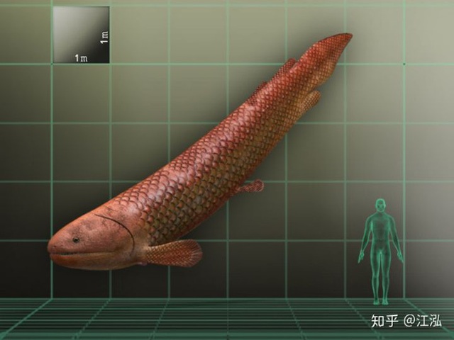Rhizodus Hibberti: Loài cá quái vật thời tiền sử, sinh vật bá chủ vùng nước ngọt - Ảnh 4.