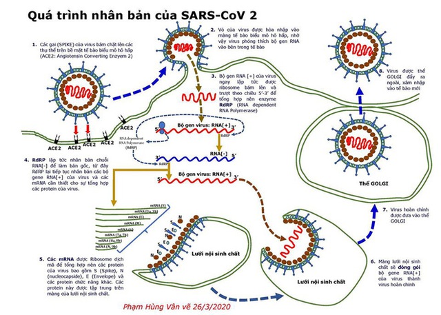 Chủ tịch Hội Vi sinh Lâm sàng: Hai lý do khiến dịch Covid-19 lây lan với tốc độ nhanh khủng khiếp - Ảnh 3.