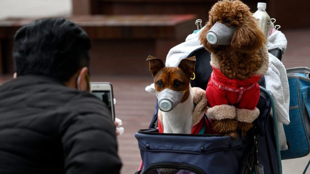 Chuyên gia khẳng định thú cưng không thể nhiễm Covid-19, vậy lý do một chú chó ở Hồng Kông dương tính với virus là gì? - Ảnh 5.