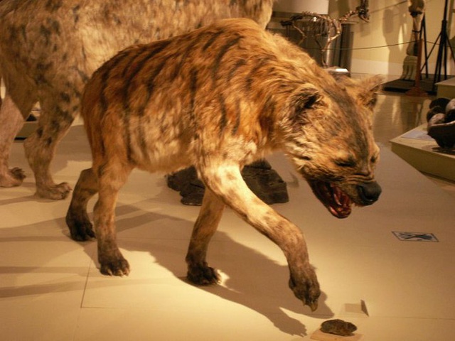 5 loài động vật thời tiền sử chuyên săn lùng tổ tiên của chúng ta - Ảnh 2.