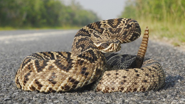 Top 6 loài rắn bạn cần phải tránh nếu không muốn thăng thiên (P. 1) - Ảnh 3.