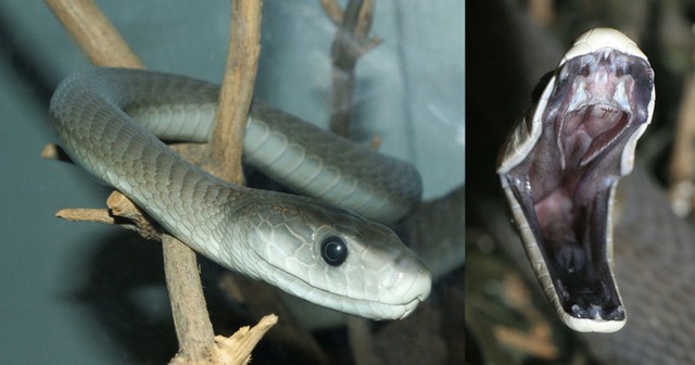 Top 6 loài rắn bạn cần phải tránh nếu không muốn thăng thiên (P. 1) - Ảnh 1.