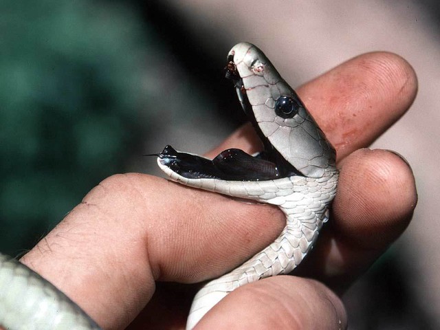 Top 6 loài rắn bạn cần phải tránh nếu không muốn thăng thiên (P. 1) - Ảnh 2.