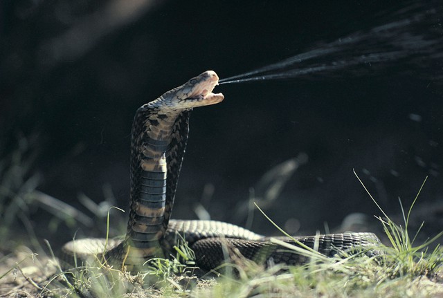 Top 6 loài rắn bạn cần phải tránh nếu không muốn thăng thiên (P. 2) - Ảnh 5.