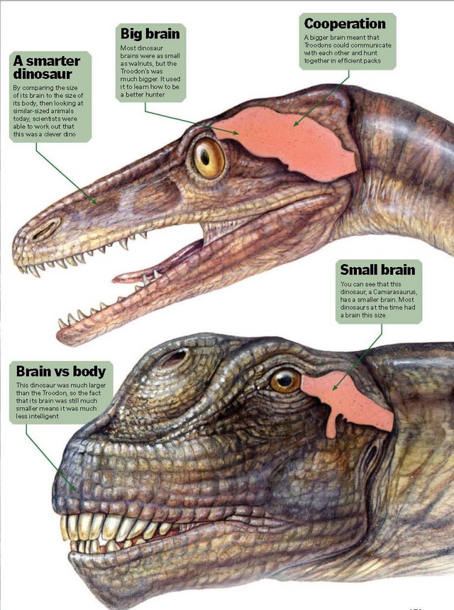 Top 5 điều kỳ thú về khủng long, điều cuối sẽ khiến bạn bất ngờ đấy - Ảnh 2.