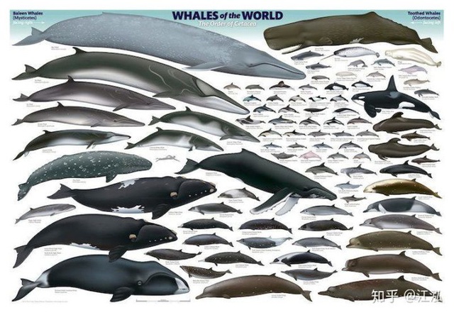 Làm thế nào để cá voi có thể sống và cho con bú được ở dưới đại dương? - Ảnh 3.