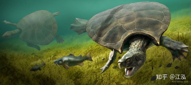 Phát hiện loài rùa cổ đại lớn nhất từng tồn tại trên Trái Đất - Ảnh 7.