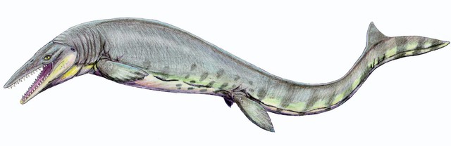 Tylosaurus: Siêu sát thủ đại dương thời tiền sử, cá mập cũng chỉ là thực đơn - Ảnh 1.