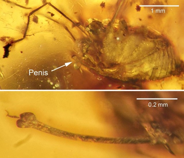 Hai cá thể ruồi đang quan hệ thì bị dính nhựa thông, mắc kẹt trong tư thế nhạy cảm suốt 41 triệu năm - Ảnh 3.