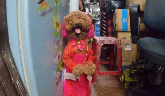 Cộng đồng mạng phát cuồng với hình ảnh cô chó đi học như người thật, lại sắp thành idol như Nguyễn Văn Dúi chăng? - Ảnh 3.