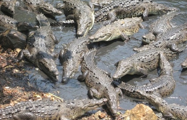 Top 5 điều kỳ thú về cá sấu nước mặn - loài bò sát đáng sợ nhất Trái Đất hiện tại, điều cuối sẽ khiến bạn rùng mình đấy - Ảnh 4.
