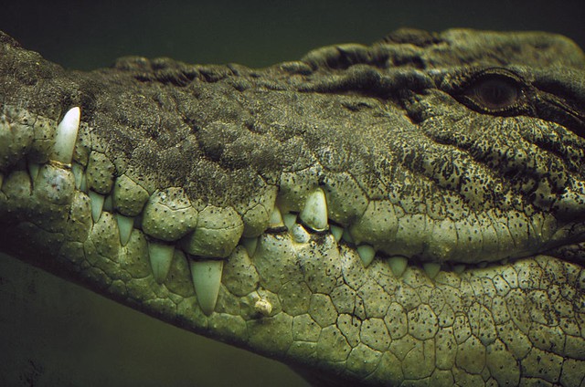 Top 5 điều kỳ thú về cá sấu nước mặn - loài bò sát đáng sợ nhất Trái Đất hiện tại, điều cuối sẽ khiến bạn rùng mình đấy - Ảnh 1.