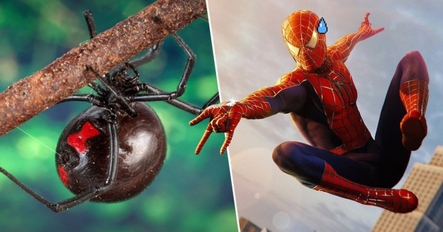 3 anh em tự cho con nhện độc nhất thế giới cắn nhằm biến thành Spider-man - Ảnh 2.