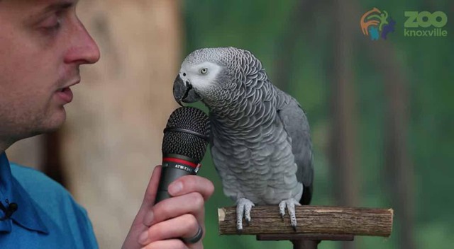 Kỳ lạ con vẹt biết bắt chước hơn 200 thứ tiếng, được mệnh danh là con vẹt thông minh nhất thế giới - Ảnh 3.